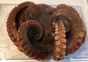 タコの臭いを取る塩もみ方法 ぬめり取り とおいしいタコの茹で方 世のため人のためになるヨノタメディア